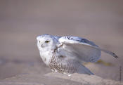 Snowy Owl