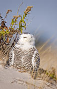 Snowy Owl (female)