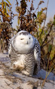 Snowy Owl (female)