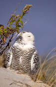 snowy owl 3.jpg