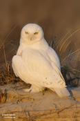 Snowy Owl