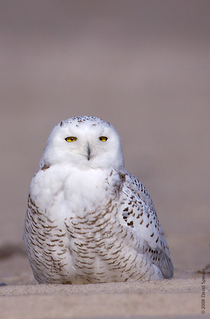 Snowy Owl