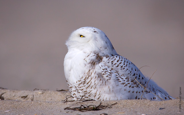 Snowy Owl