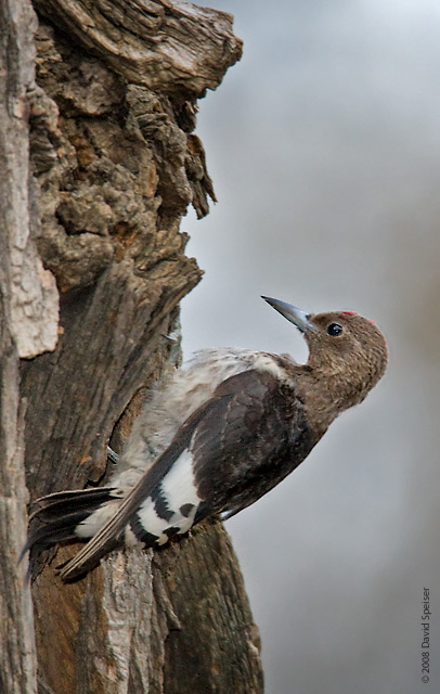 Red-headed Woodpecker (immature)