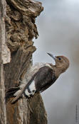 Red-headed Woodpecker