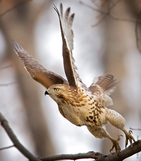 Red-tailed Hawk