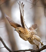 Red-tailed Hawk