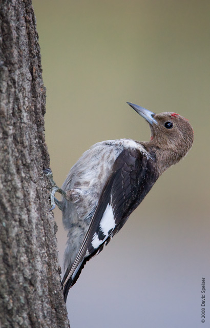 Red-headed Woodpecker (Immature)