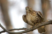 Red-tailed Hawk