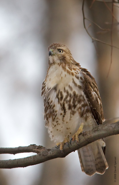 Red-tailed Hawk