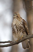 Red-tailed Hawk