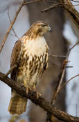 Red-tailed Hawk