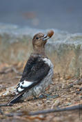 Red-headed Woodpecker (immature) w/Acorn