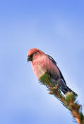 White-winged Crossbill (male)