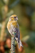 White-winged Crossbill (female)