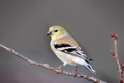 American Goldfinch