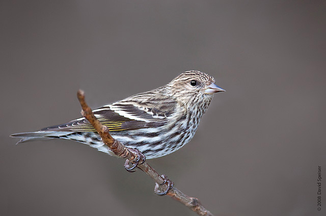 Pine Siskin