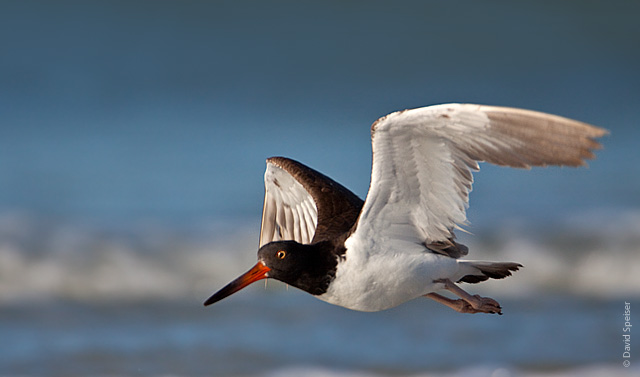 American Oystercatcher