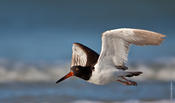 American Oystercatcher