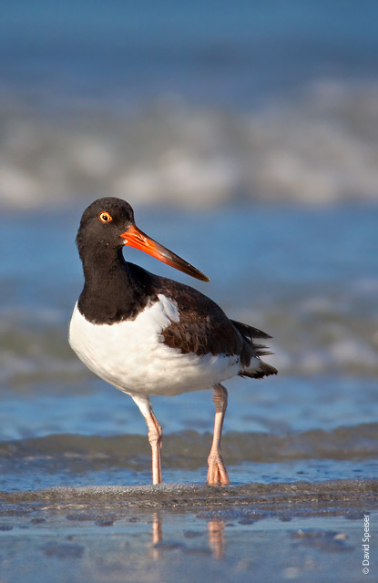 American Oystercatcher