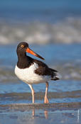 American Oystercatcher