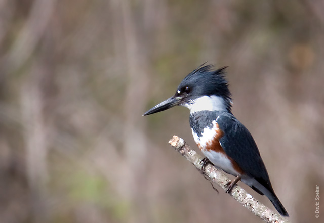 Belted Kingfisher (female)