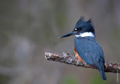 Belted Kingfisher (female)