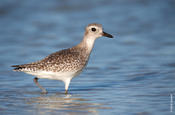 Black-bellied Plover