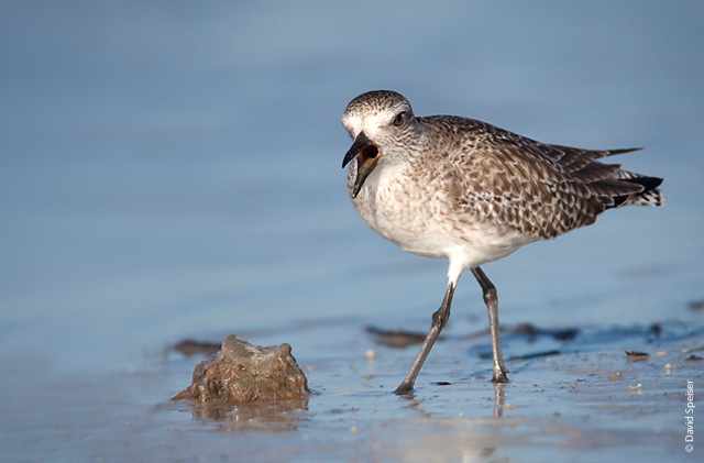 Black-bellied Plover Defending Jellyfish