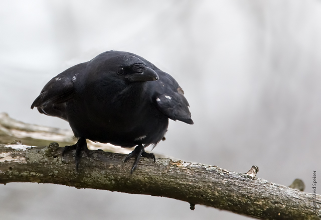 Fish Crow