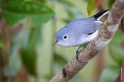 Blue-gray Gnatcatcher