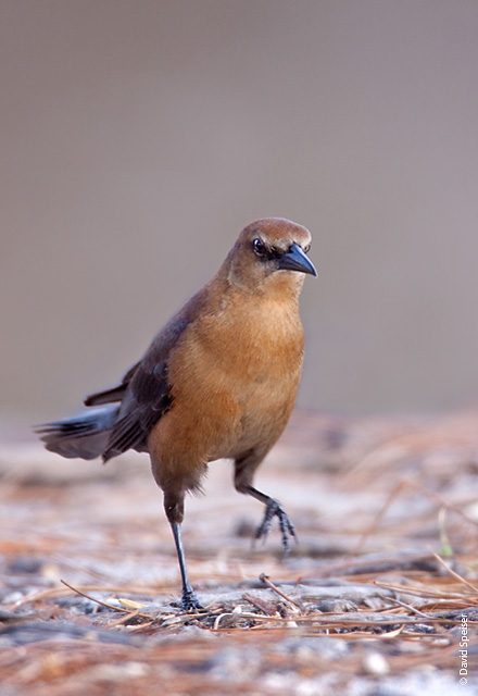 Boat-tailed Grackle (female)