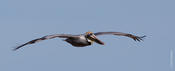 Brown Pelican