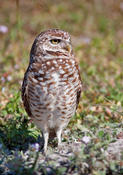 Burrowing Owl