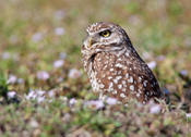 Burrowing Owl