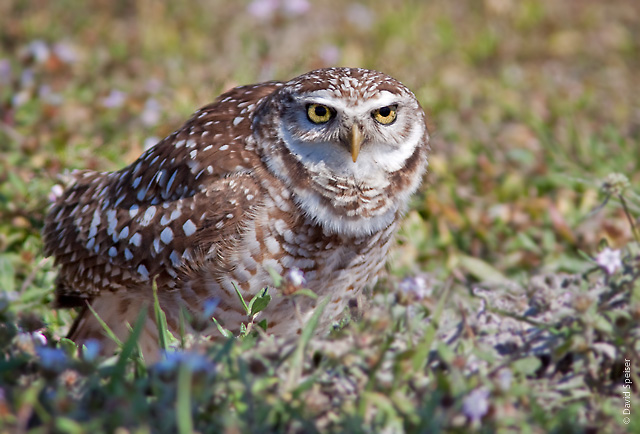 Burrowing Owl