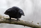 Fish Crow