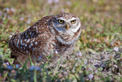 Burrowing Owl