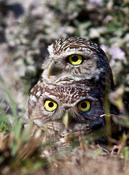 Burrowing Owls