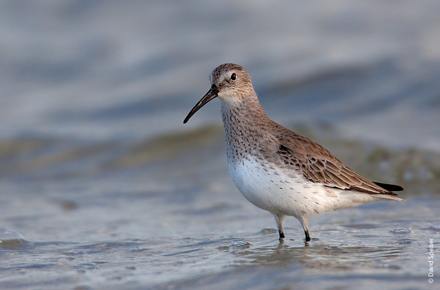 Dunlin