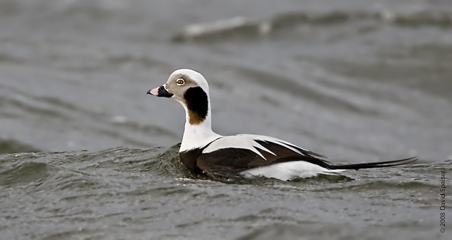 Long-tailed Duck