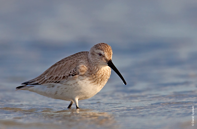 Dunlin