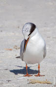 Forster's Tern