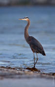 Great-blue Heron