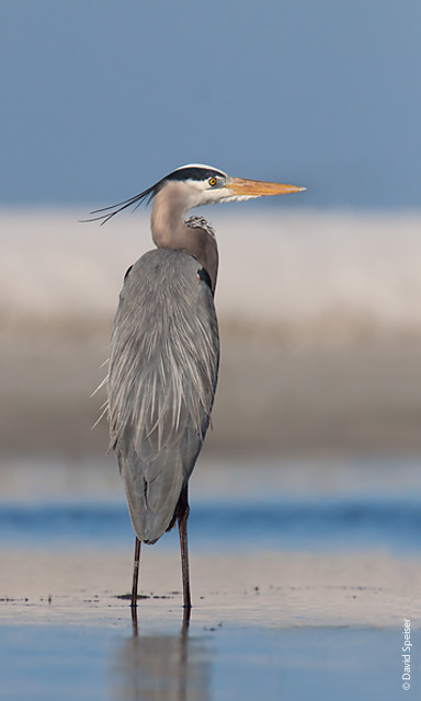 Great-blue Heron