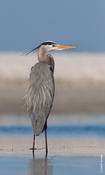 Great-blue Heron