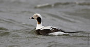 Long-tailed Duck