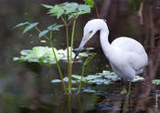 Little-blue Heron (immature)