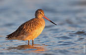 Marbled Godwit