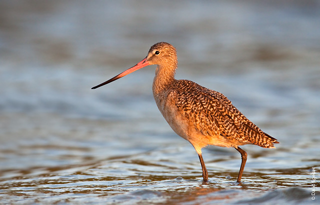 Marbled Godwit @ Sunset